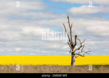 Old dead gum tree and a field of yellow canola in full flower during springtime Stock Photo