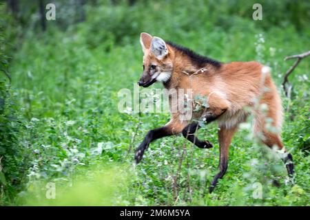 Maned wolf in the run Stock Photo