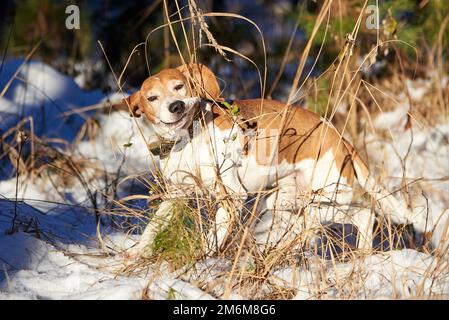 Funny beagle got tangled in dry grass in the forest. Stock Photo