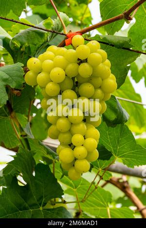 Closeup view bunch of white grapes with green leaves in the background. Stock Photo