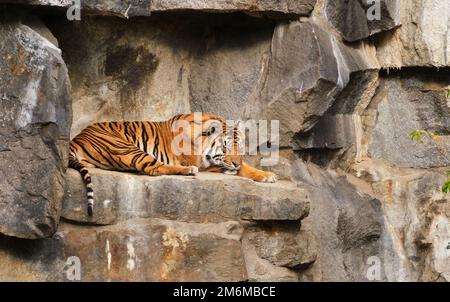 The tiger lies sleeping on the rock resting closed eyes in zoo Stock Photo