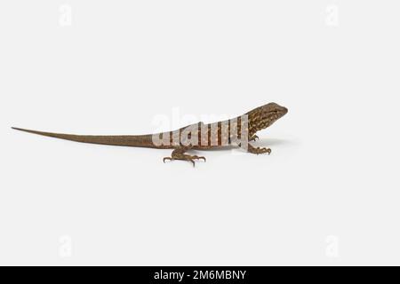 Common Side-blotched Lizard (Uta stansburiana) white background Stock Photo