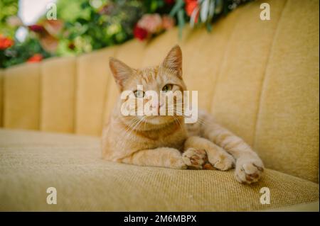 Cute ginger cat lying on sofa Stock Photo