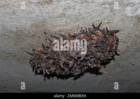 Townsend's Big-eared Bats (Corynorhinus townsendii) colony Stock Photo