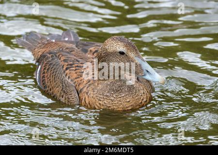 Female Common Eider duck, somateria mollissima on the water Stock Photo