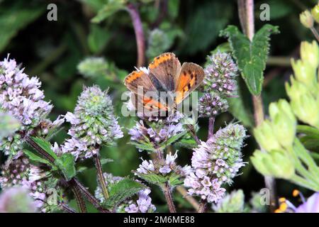 Small fire butterfly (Lycaena phlaeas) on a mint (Mentha spec.) in a natural garden Stock Photo