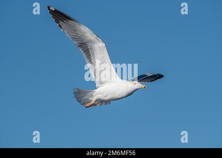 Yellow-legged gull, Larus michahellis, flying near the coast of Tarragona, Catalonia, Spain Stock Photo