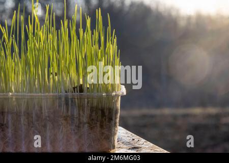 Microgreens. Sprouted grains of wheat. Stock Photo