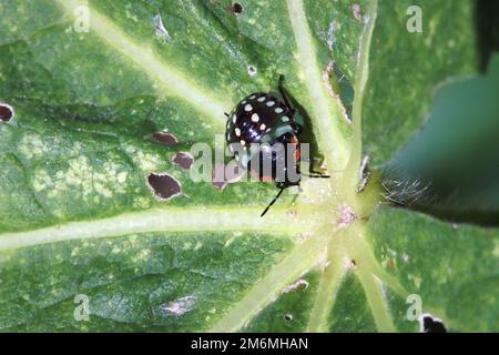 Green rice bug (Nezara viridula), 2nd instar nymph. Stock Photo