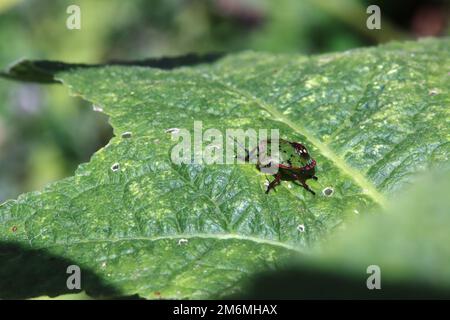 Green rice bug (Nezara viridula), 5th instar nymph. Stock Photo