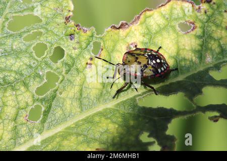 Green rice bug (Nezara viridula), 4th instar nymph. Stock Photo