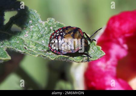 Green rice bug (Nezara viridula), 4th instar nymph. Stock Photo