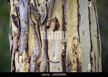 Close up of the trunk of a scribble gum tree in New South Wales, Australia Stock Photo