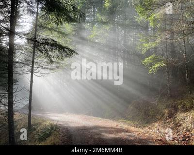 The dreamy sun rays in the green forest Stock Photo