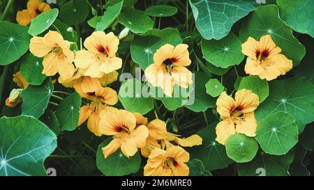 Nasturtium plant with yellow flowers, Tropaeolum majus in the garden Stock Photo