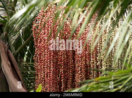 Close-up of bright red Seed head of Bangalow palm (Archontophoenix cunninghamiana),king palm, Illawara palm, piccabben.Rainforest, Qld, Australia. Stock Photo