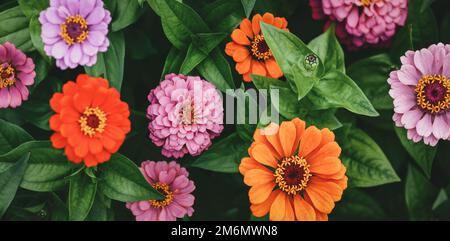 Zinnia pink and orange flowers, garden flowers moody background, Zinnia elegans overhead view Stock Photo