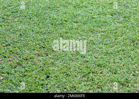 Close-up of part of lawn showing short green grass of different types Stock Photo