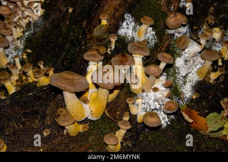 Many honey mushrooms growing between moss, also called Armillaria ostoyae or dunkler hallimasch Stock Photo