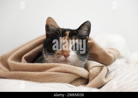 Domestic cat lying on bed with blanket around Stock Photo