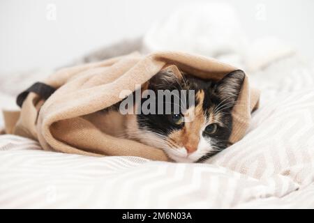 Domestic cat lying on bed with blanket around Stock Photo
