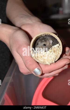 Northern bog lemming in cardboard tube while girl hold it in her hands Stock Photo