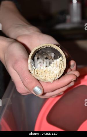 Northern bog lemming in cardboard tube while girl hold it in her hands Stock Photo