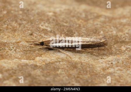 A Common grass-veneer (Agriphila tristella) on a brown surface in closeup Stock Photo