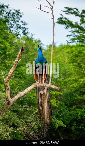 Peacock (Pavo cristatus) is sitting on a tree in the Yala National Park. Sri Lanka. Stock Photo