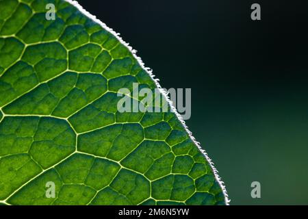 Green leaf abstract close up Stock Photo