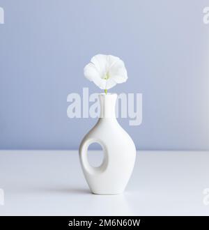 White vase and white flower on abstract  light blue background Stock Photo