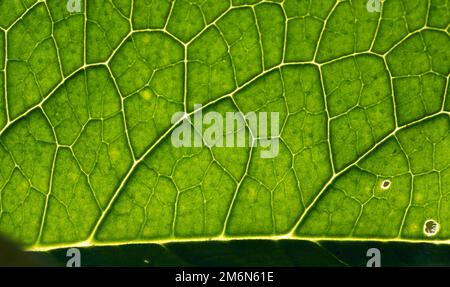 Green leaf abstract close up Stock Photo