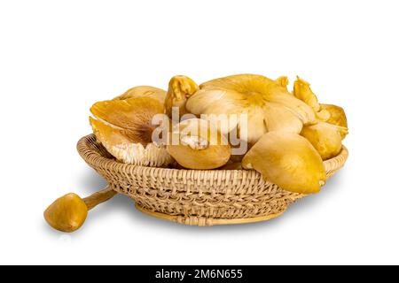 Pile of fresh natural termite mushroom in bamboo basket. Stock Photo
