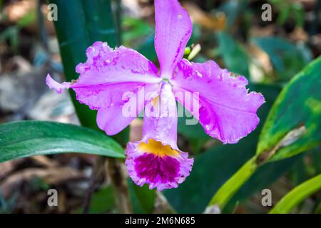 Orchid flower, rare species Stock Photo