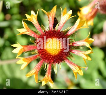 Gaillardia flower (Latin. Gaillardia) in summer garden Stock Photo