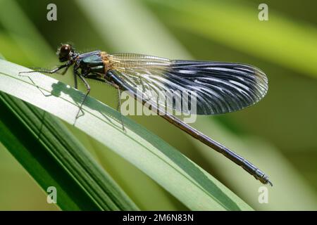 Male dragonfly Banded demoiselle (Calopteryx splendens) Stock Photo