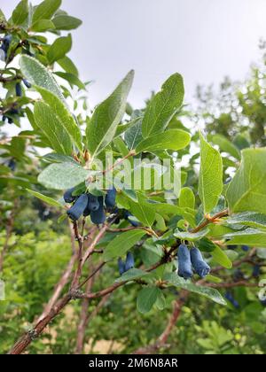 Ripe honeysuckle berries on green branches on a bush. High quality photo Stock Photo