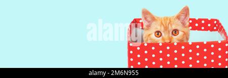 Funny ginger kitten hiding in a red box with polka dots on blue background. Horizontal banner Stock Photo