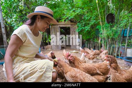 Asian women at a Eco farm homestay with a rice field in central Thailand feeding chicken Stock Photo