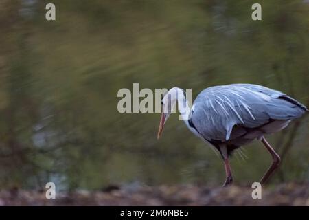 Gray heron standing on coast at dawn Stock Photo