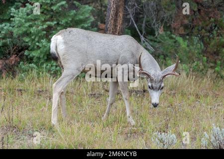 Mule Deer, Odocoileus hemionus, in Wyoming Stock Photo