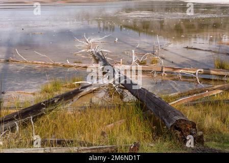 Dead trees in the Grand Prismatic Spring in Yellowstone Stock Photo