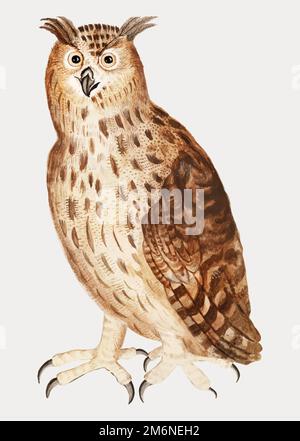 Vintage eagle owl illustration in vector Stock Vector