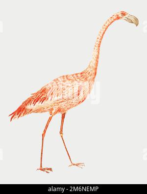 Vintage full length flamingo illustration vector Stock Vector