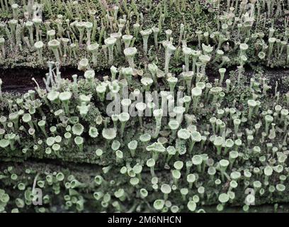 pixie cup lichen scientific name Cladonia asahinae Stock Photo