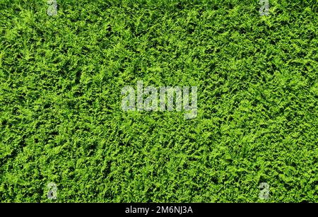 Green Thuja Hedge Background Pattern Texture Stock Photo