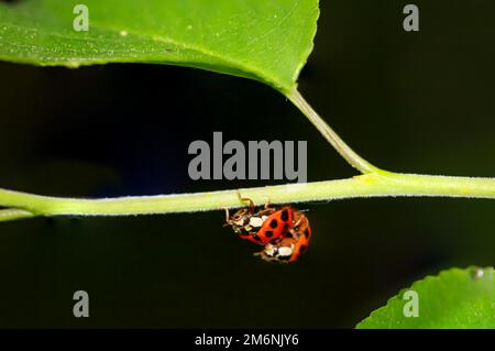 Two ladybugs sitting on a plant while mating. Stock Photo