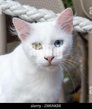 Pure white cat with green and blue eyes. Eyes with two different colors. Heterochromia. Stock Photo