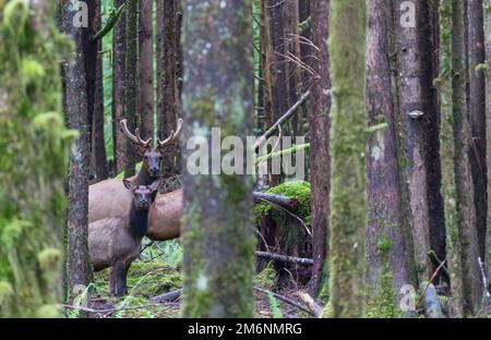 Elk Stock Photo