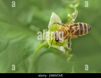 Honey bee 'Apis mellifera' on red fence beet 'Bryonia dioica Stock Photo